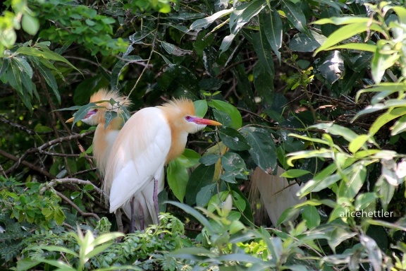 Kuhreiher (Bubulcus ibis coromandus)